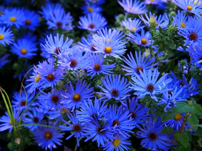 [A large expans of blue daisy-like flowers with small yellow-button centers.]